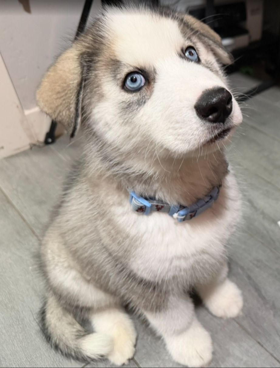 Siberian Husky Puppies – 8 Weeks Old image 3