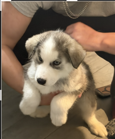 Siberian Husky Puppies – 8 Weeks Old image 5
