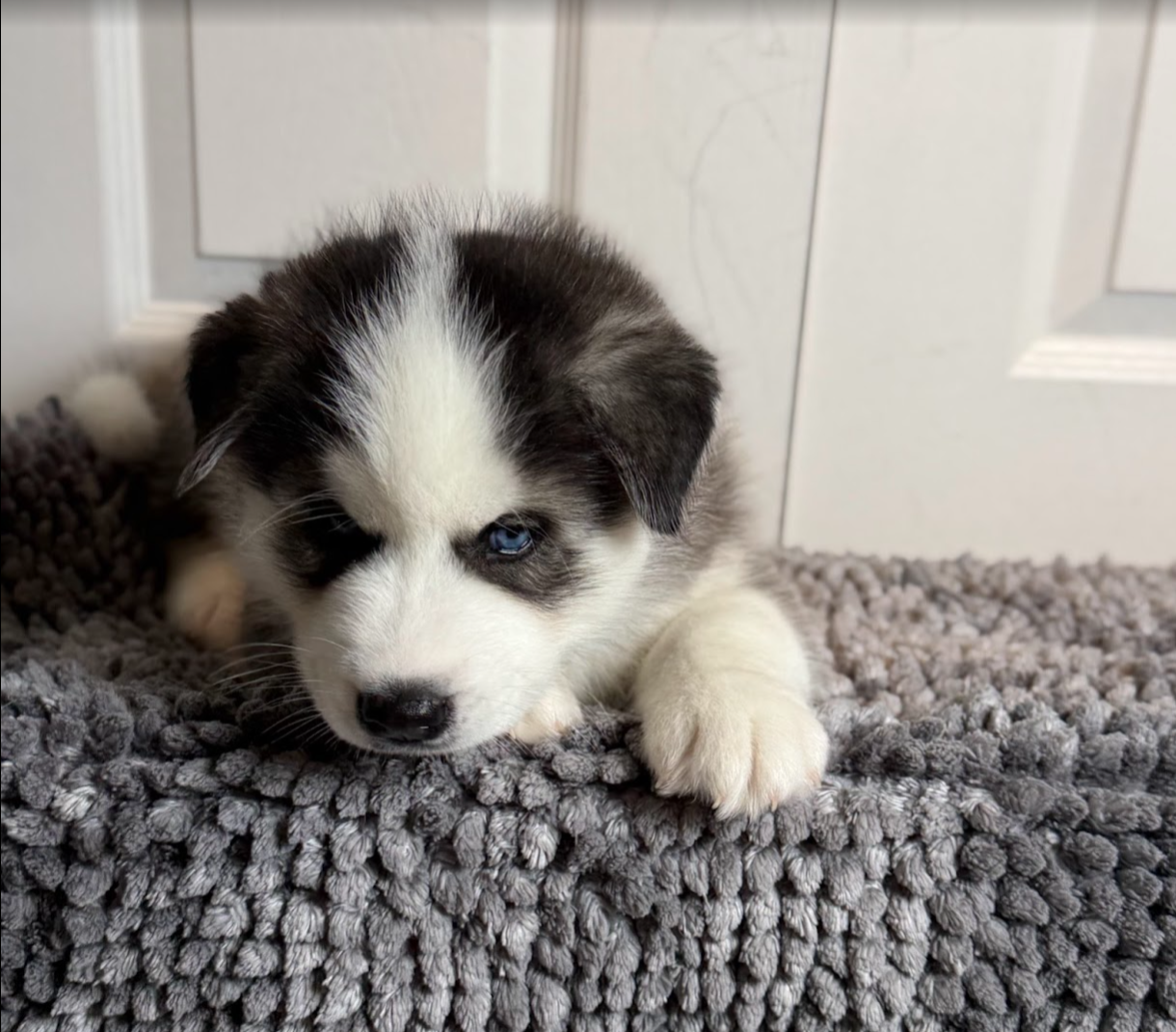 Siberian Husky Puppies – 8 Weeks Old image 6