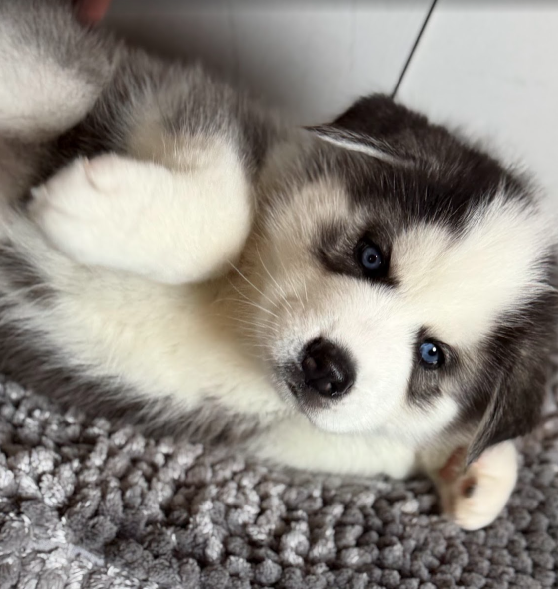 Siberian Husky Puppies – 8 Weeks Old image 2