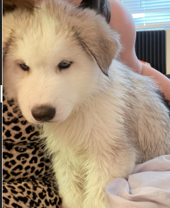 Siberian Husky Puppies – 8 Weeks Old image 1