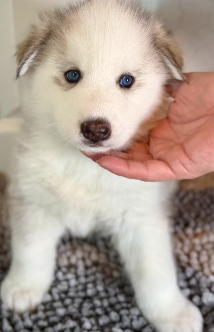 Siberian Husky Puppies – 8 Weeks Old image 4