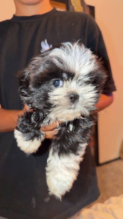 12 week old Female shihtzu. image 1