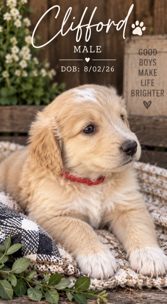 Aussiedoodle Litter (7) image 2