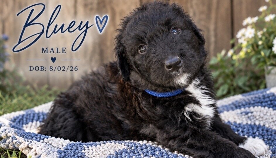 Aussiedoodle Litter (7) image 5