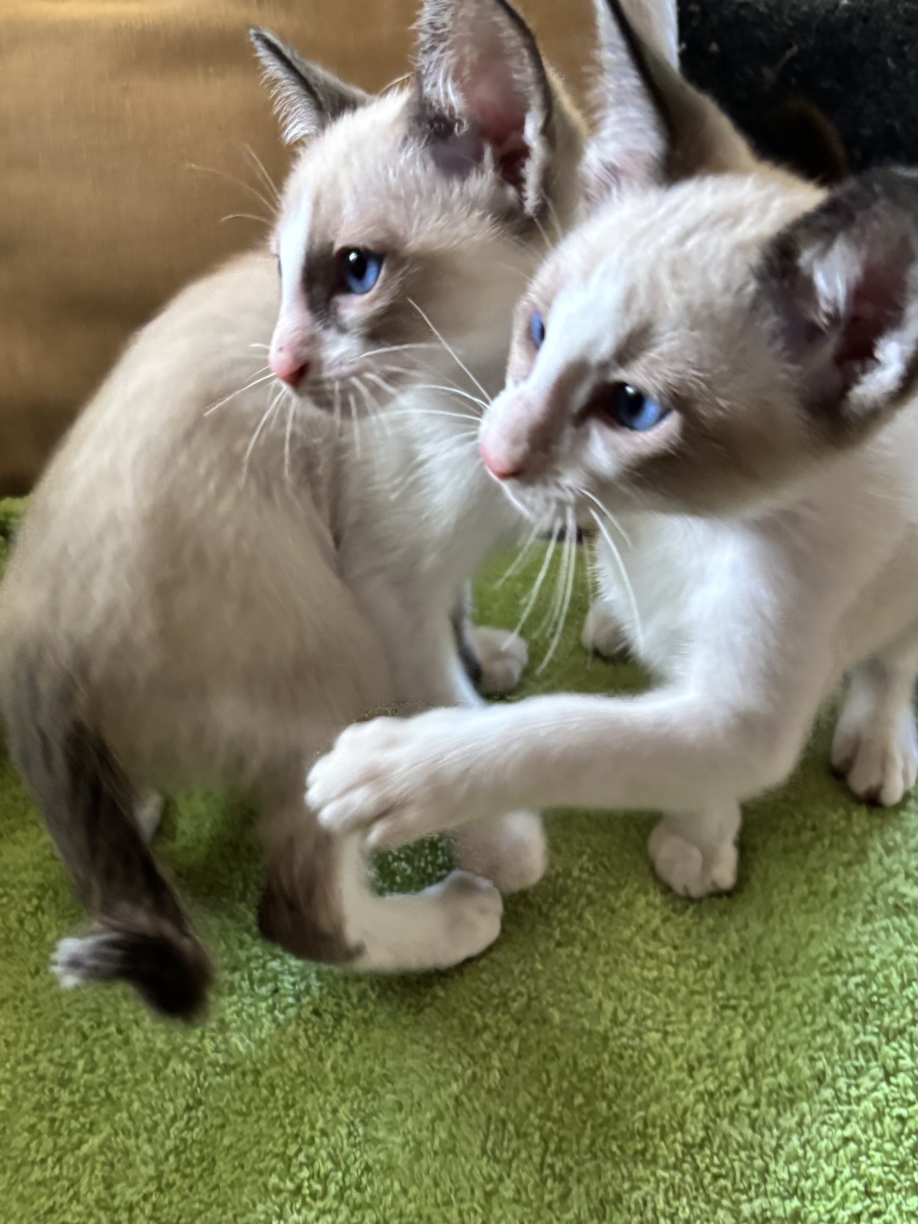 Beautiful Snowshoe kittens image 1