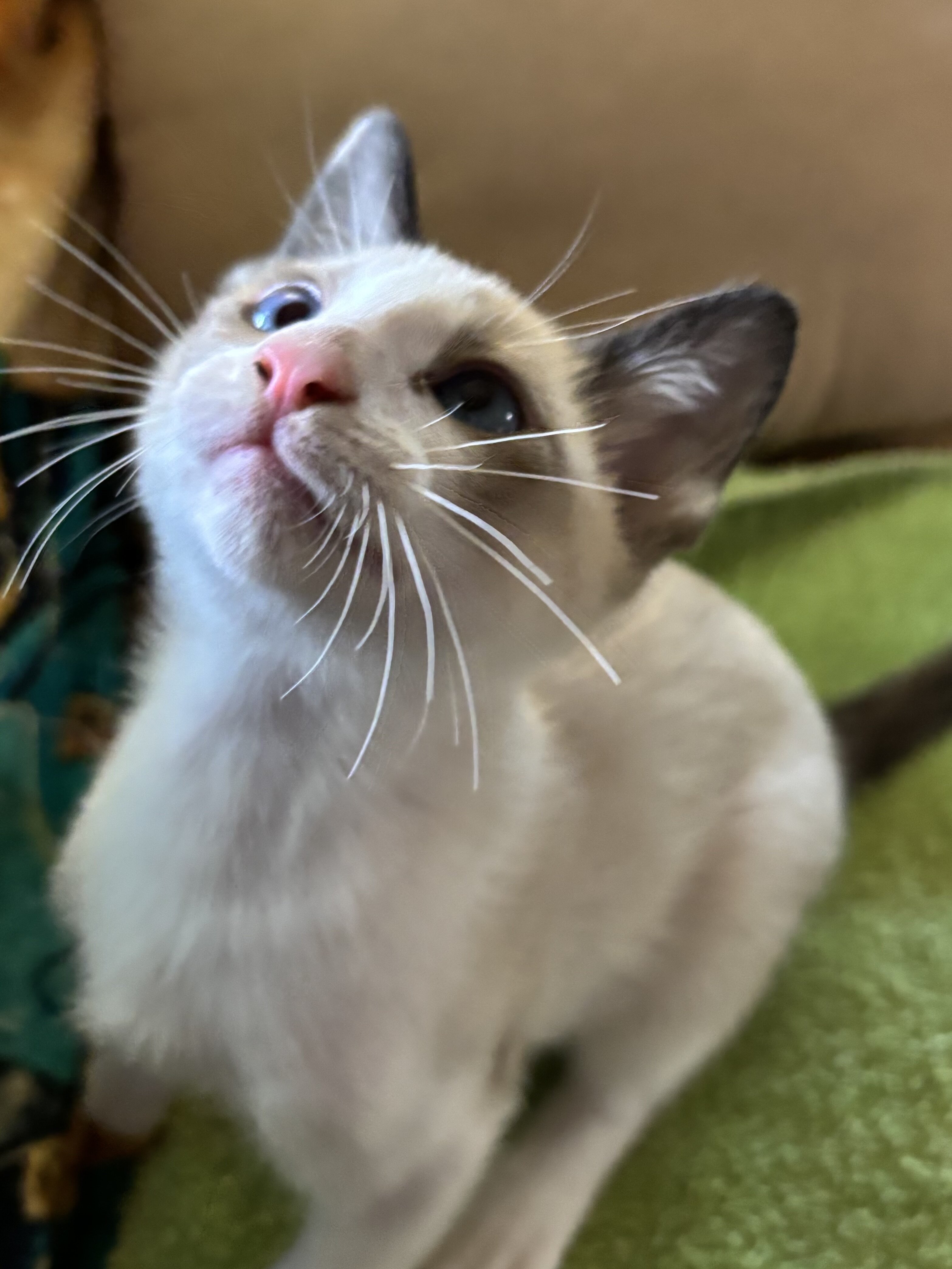 Beautiful Snowshoe kittens image 7