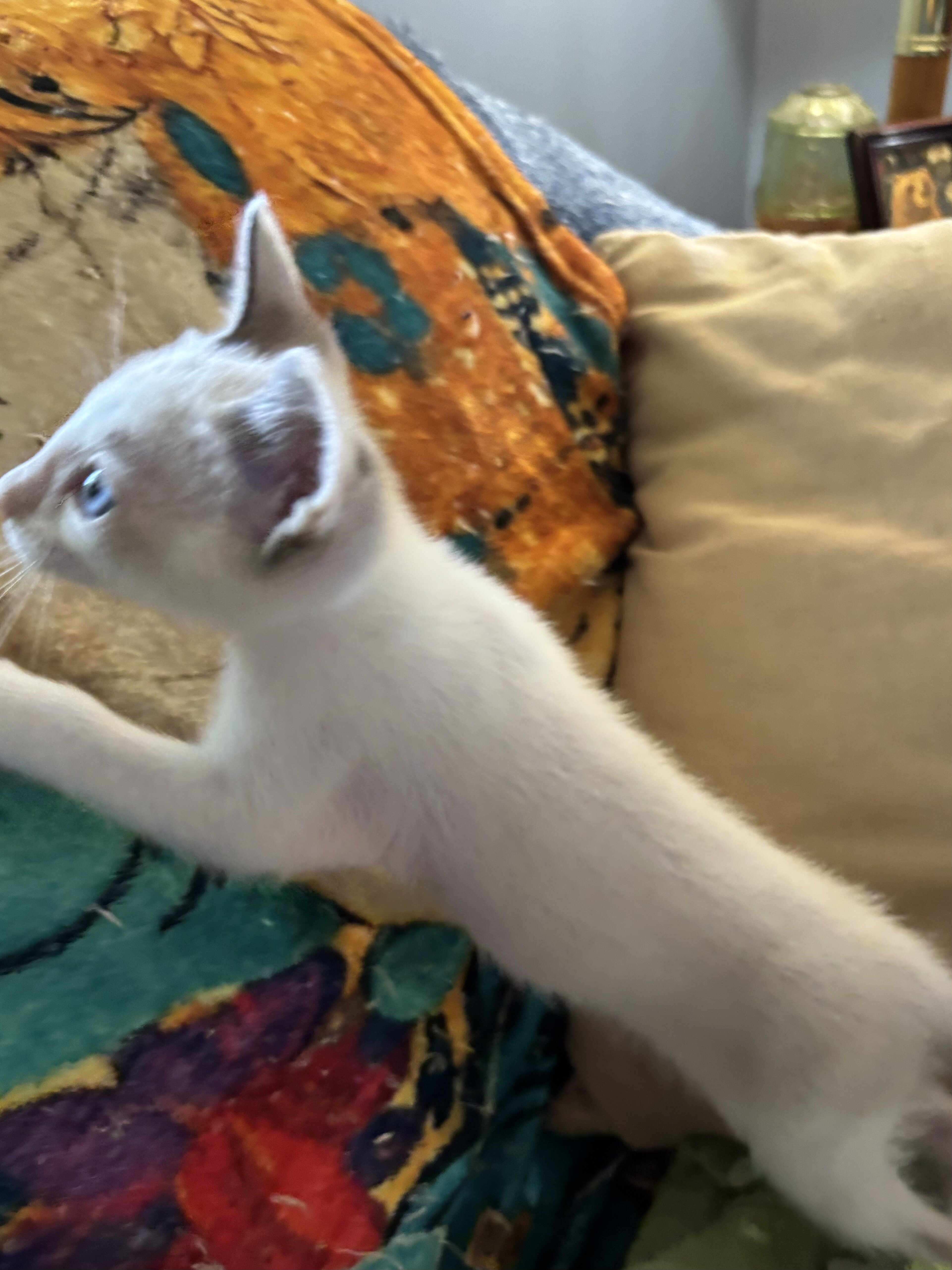 Beautiful Snowshoe kittens image 5