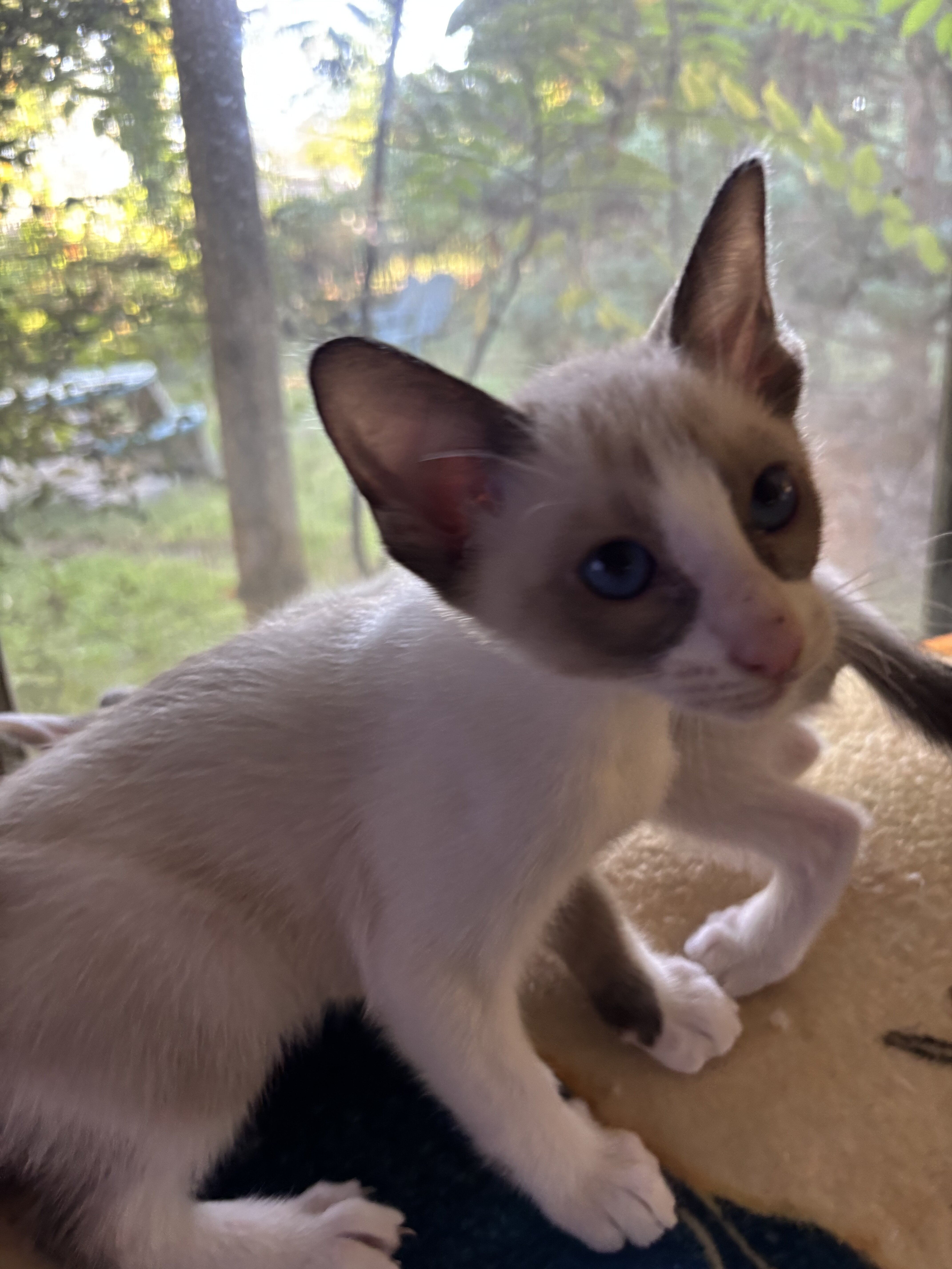 Beautiful Snowshoe kittens image 6