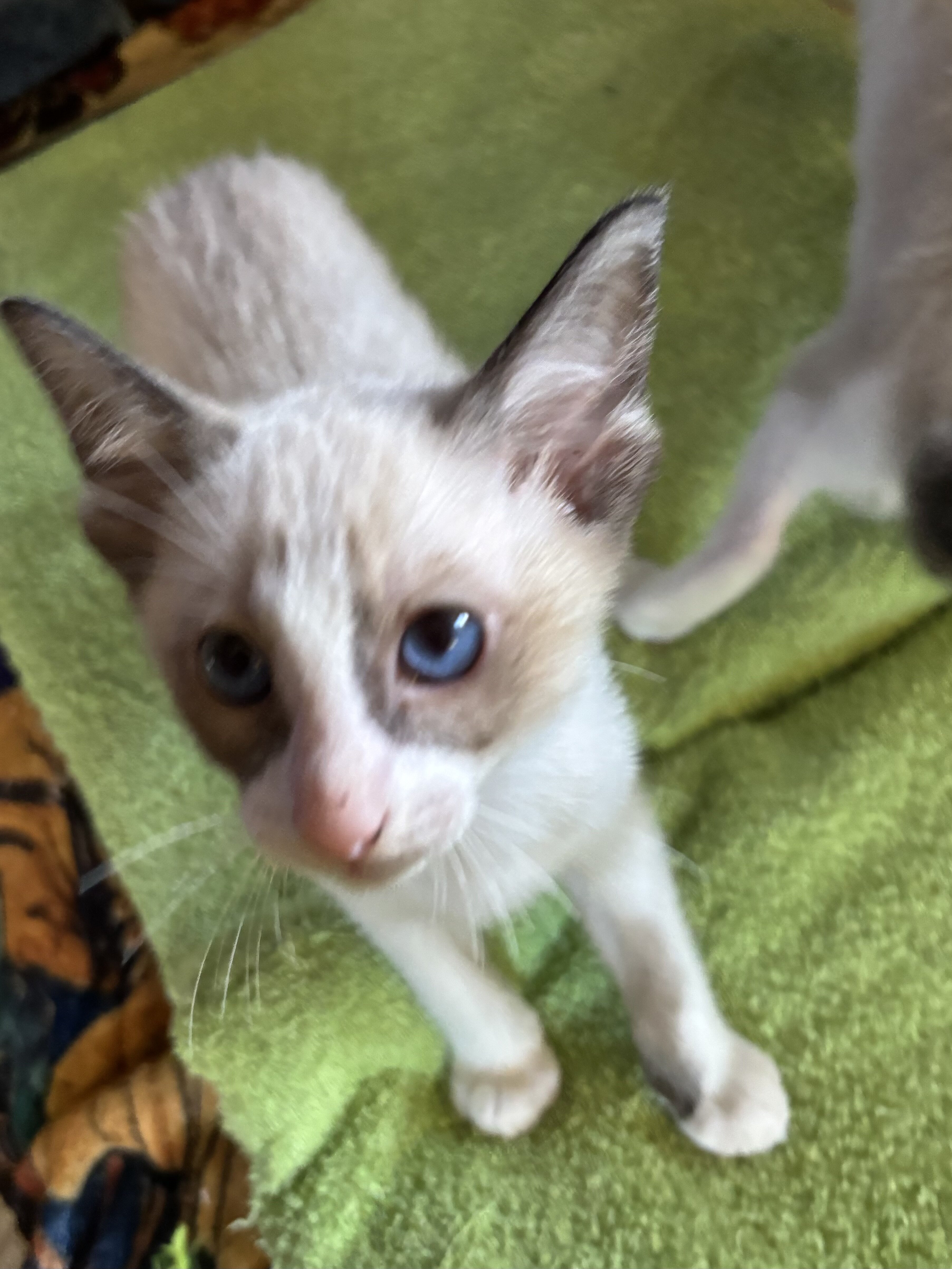 Beautiful Snowshoe kittens image 4