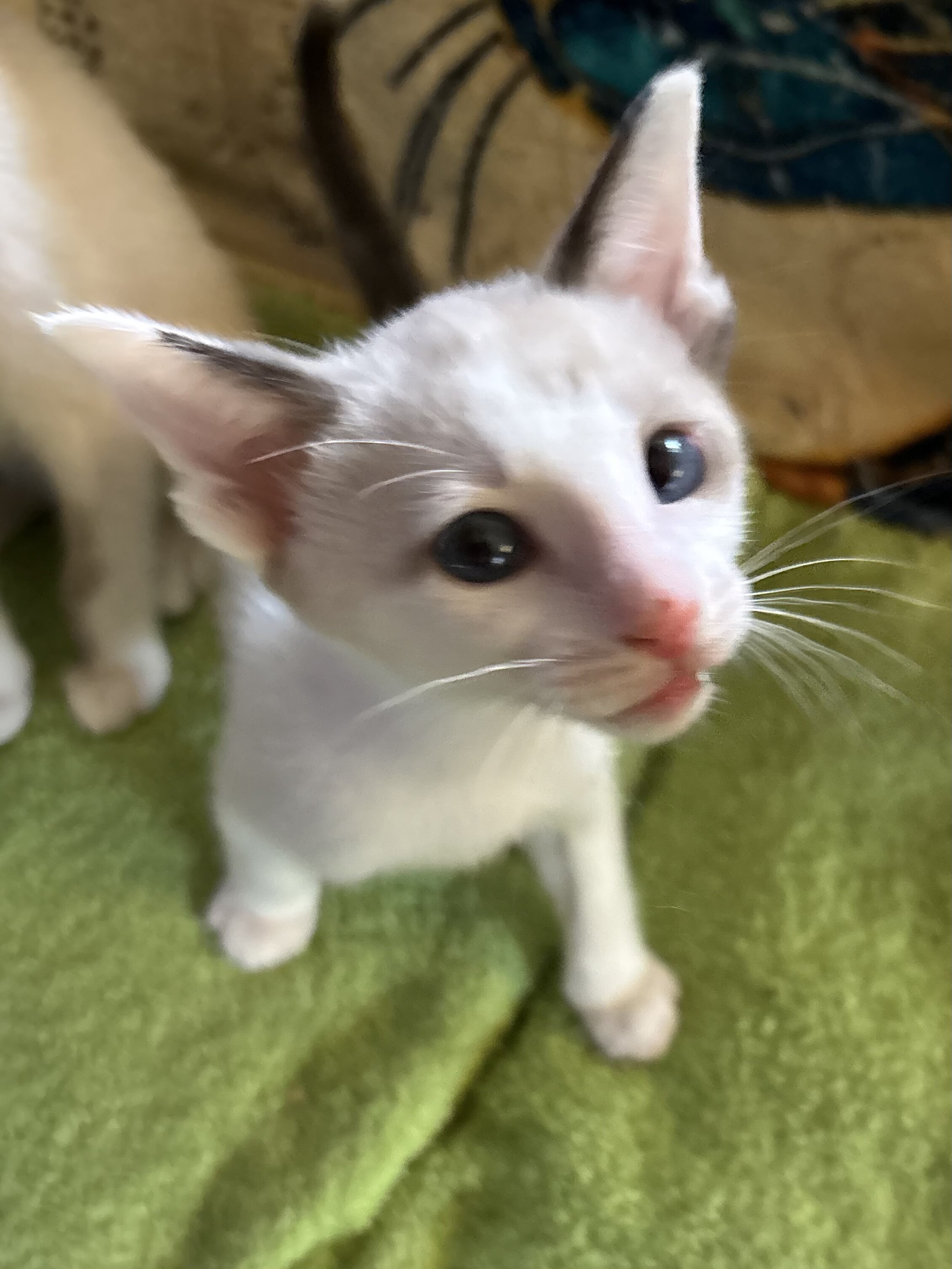 Beautiful Snowshoe kittens image 3