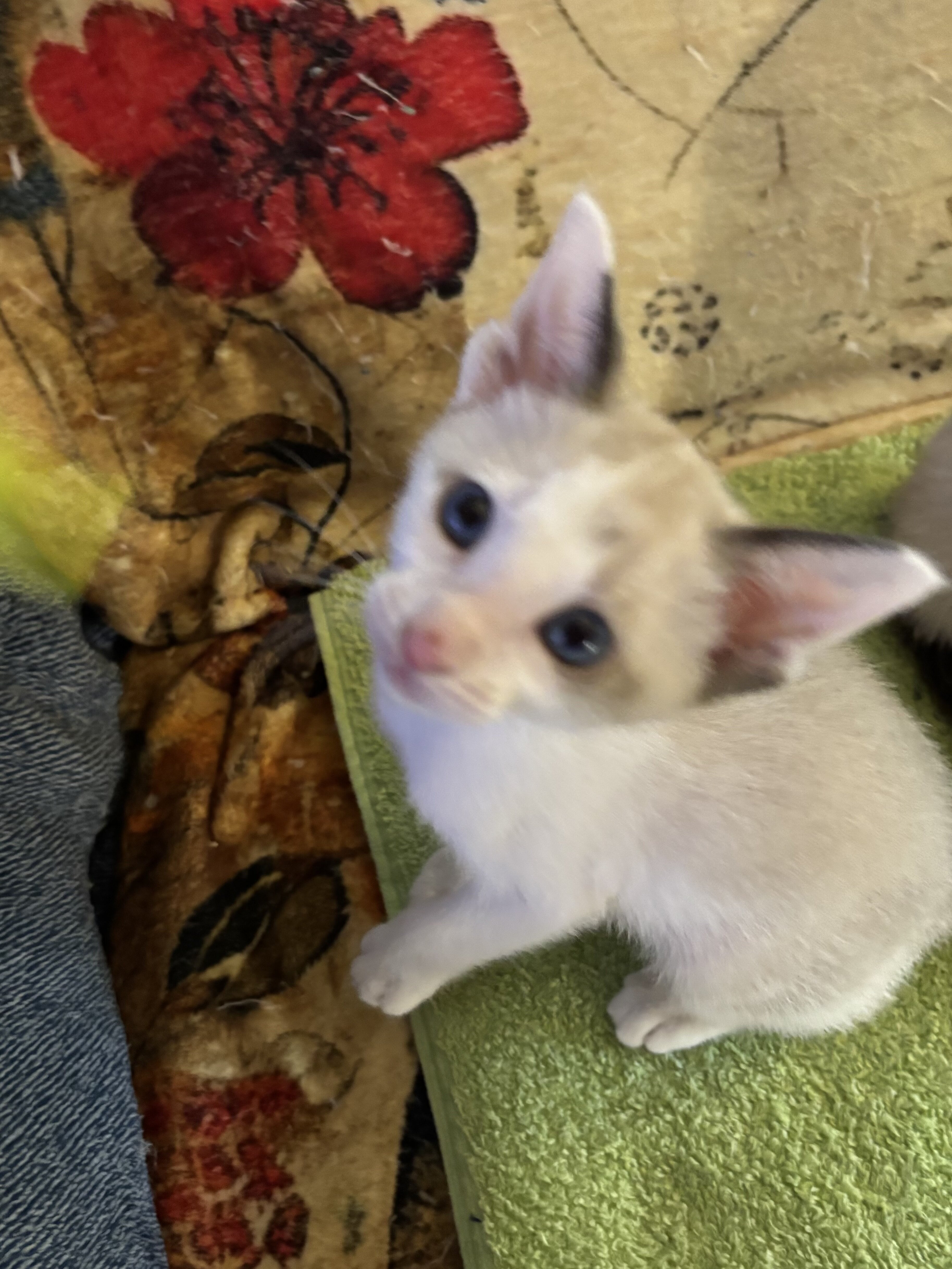 Beautiful Snowshoe kittens image 2