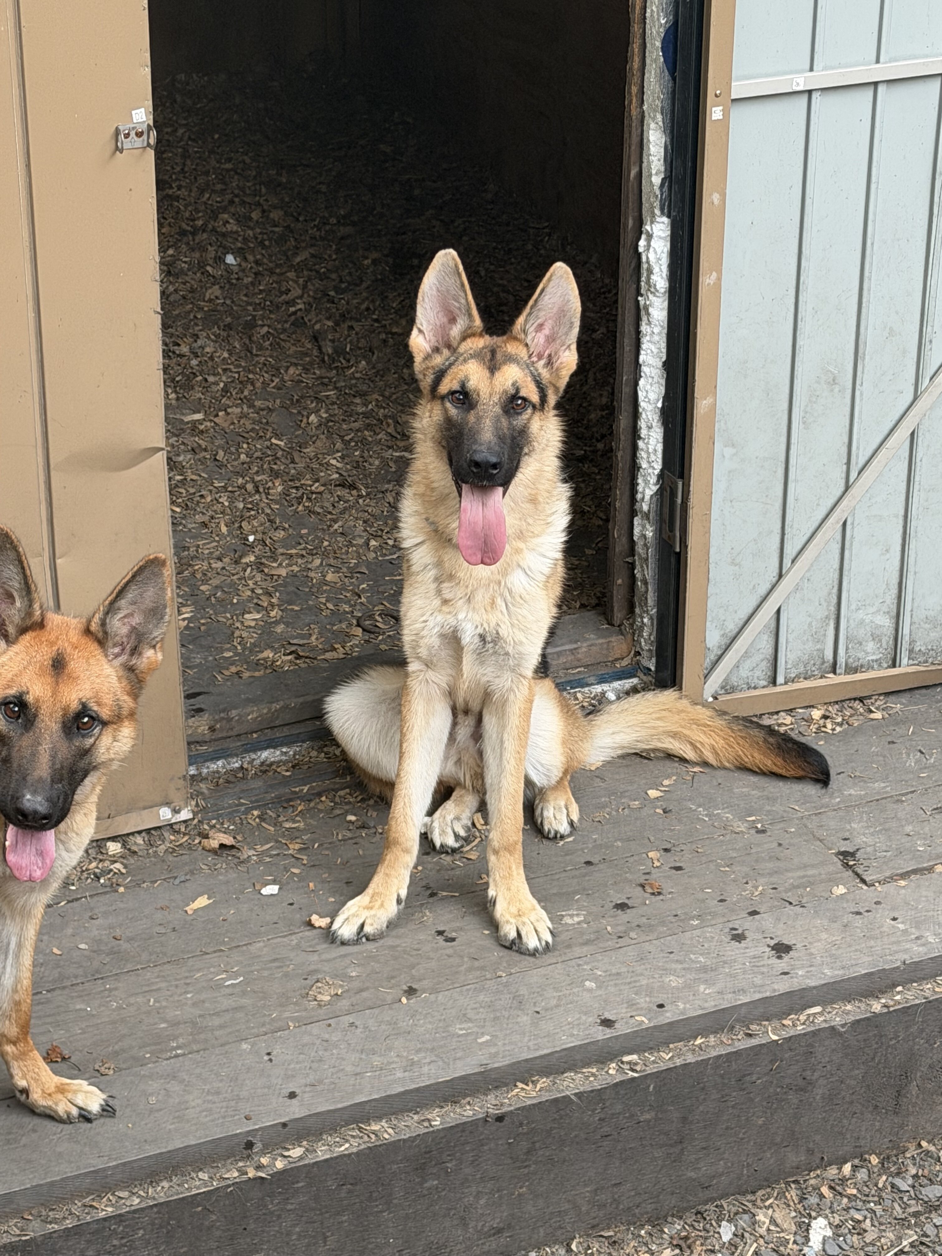 Sheperd Pup image 1