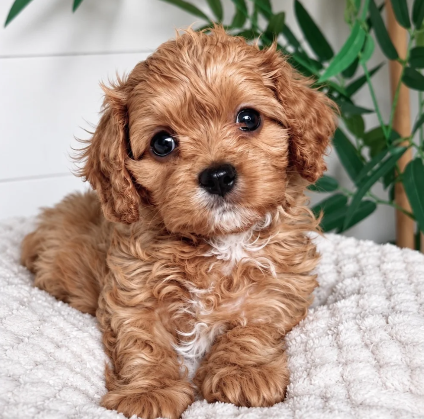 Gorgeous cavapoo puppies image 1
