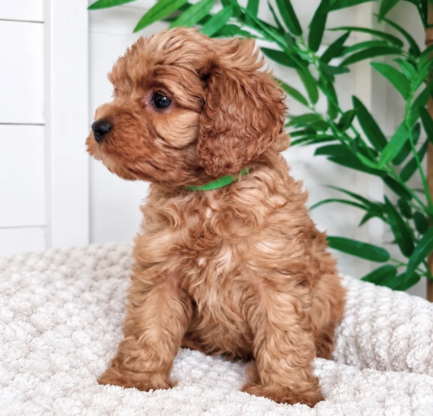 Gorgeous cavapoo puppies image 2