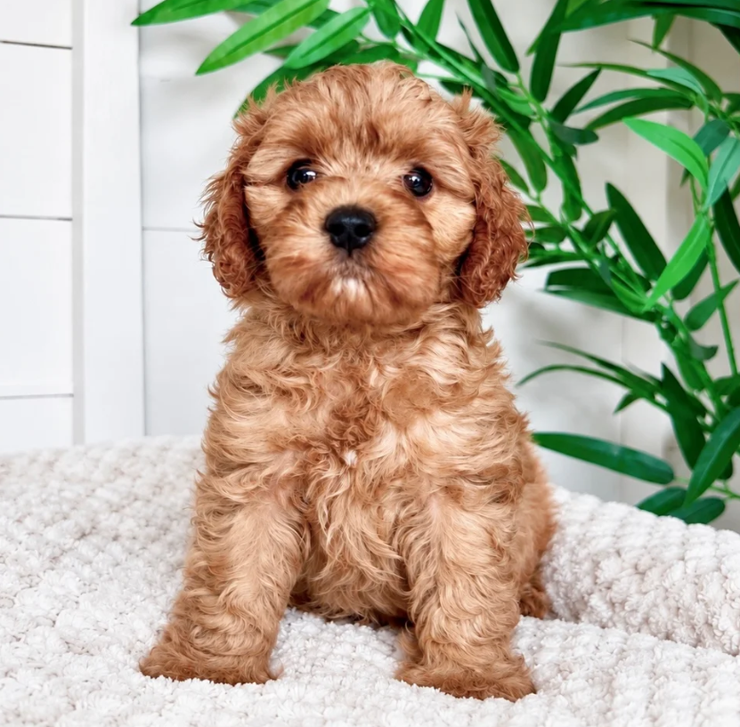Gorgeous cavapoo puppies image 3