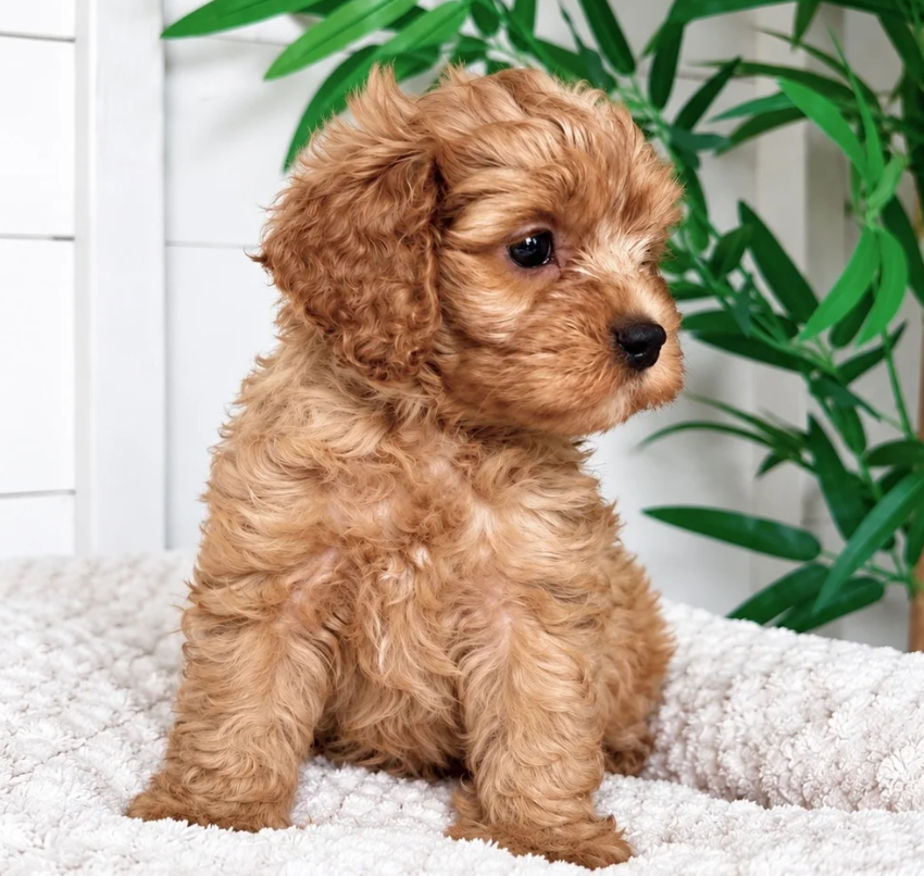 Gorgeous cavapoo puppies image 4
