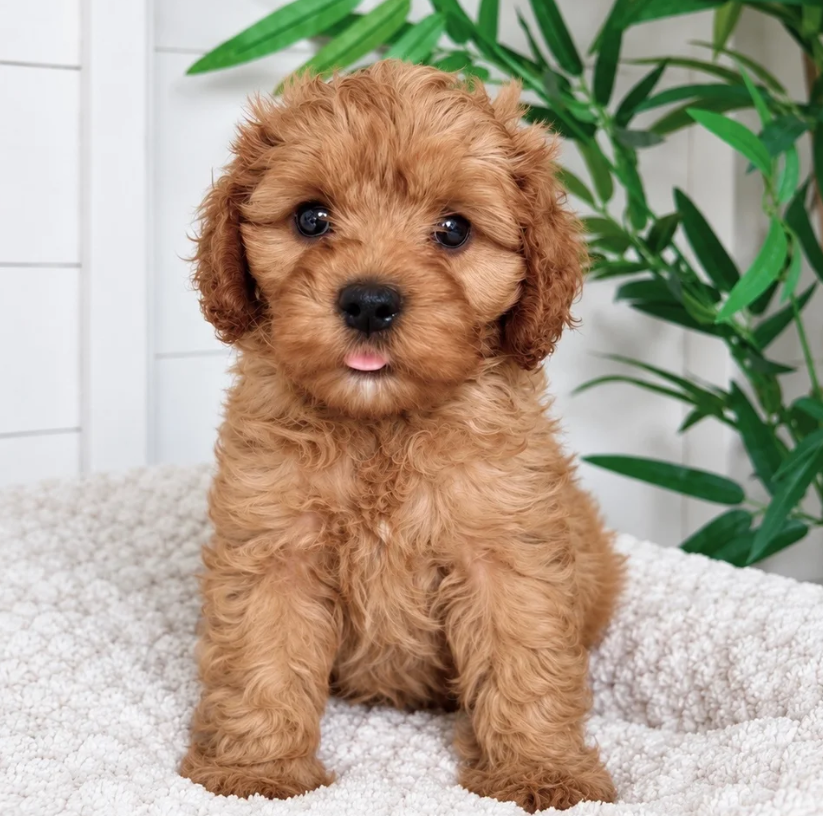 Gorgeous cavapoo puppies image 6