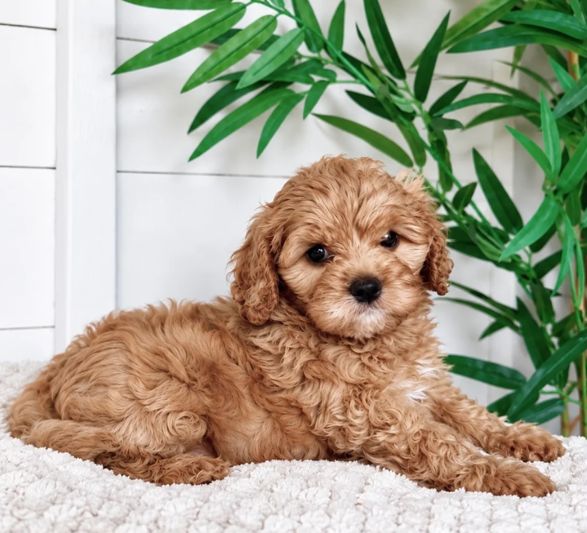 Gorgeous cavapoo puppies image 7