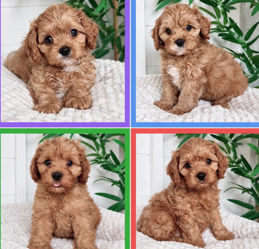 Gorgeous cavapoo puppies image 8