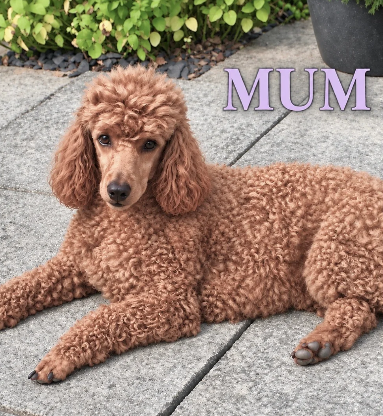 Gorgeous cavapoo puppies image 9