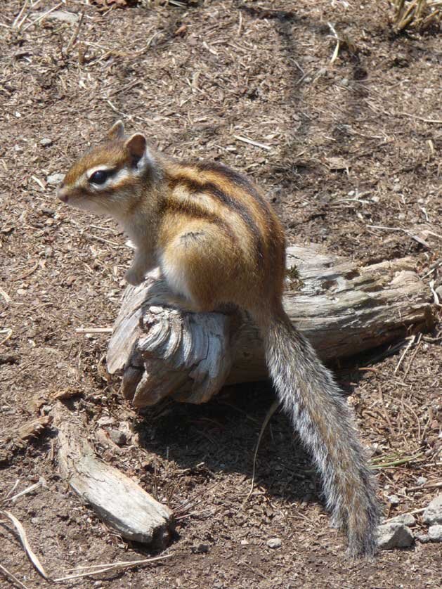 Siberian Chipmunk as Pets image 1