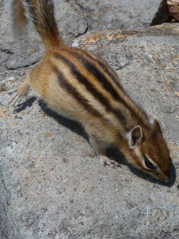 Siberian Chipmunk as Pets image 2