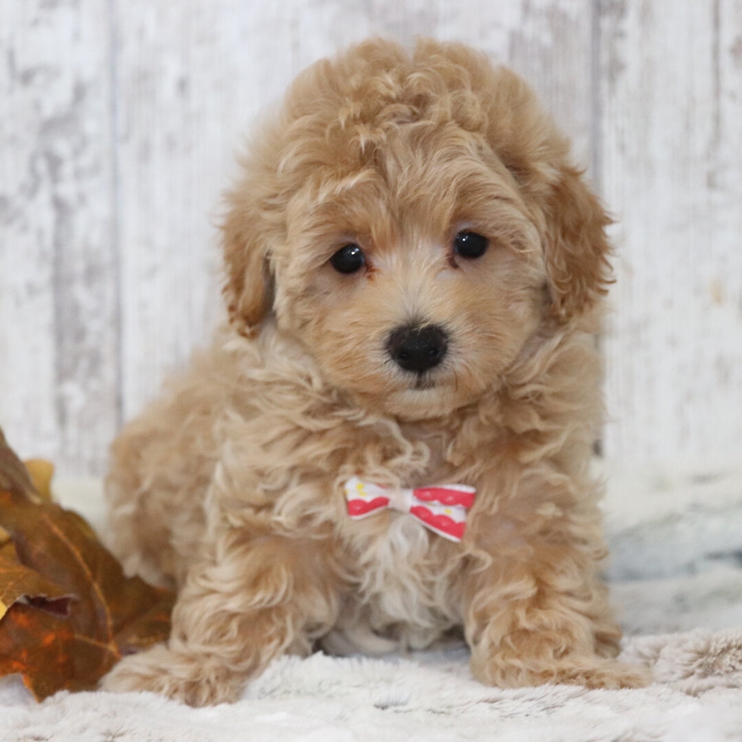 Maltipoo puppy available image 1