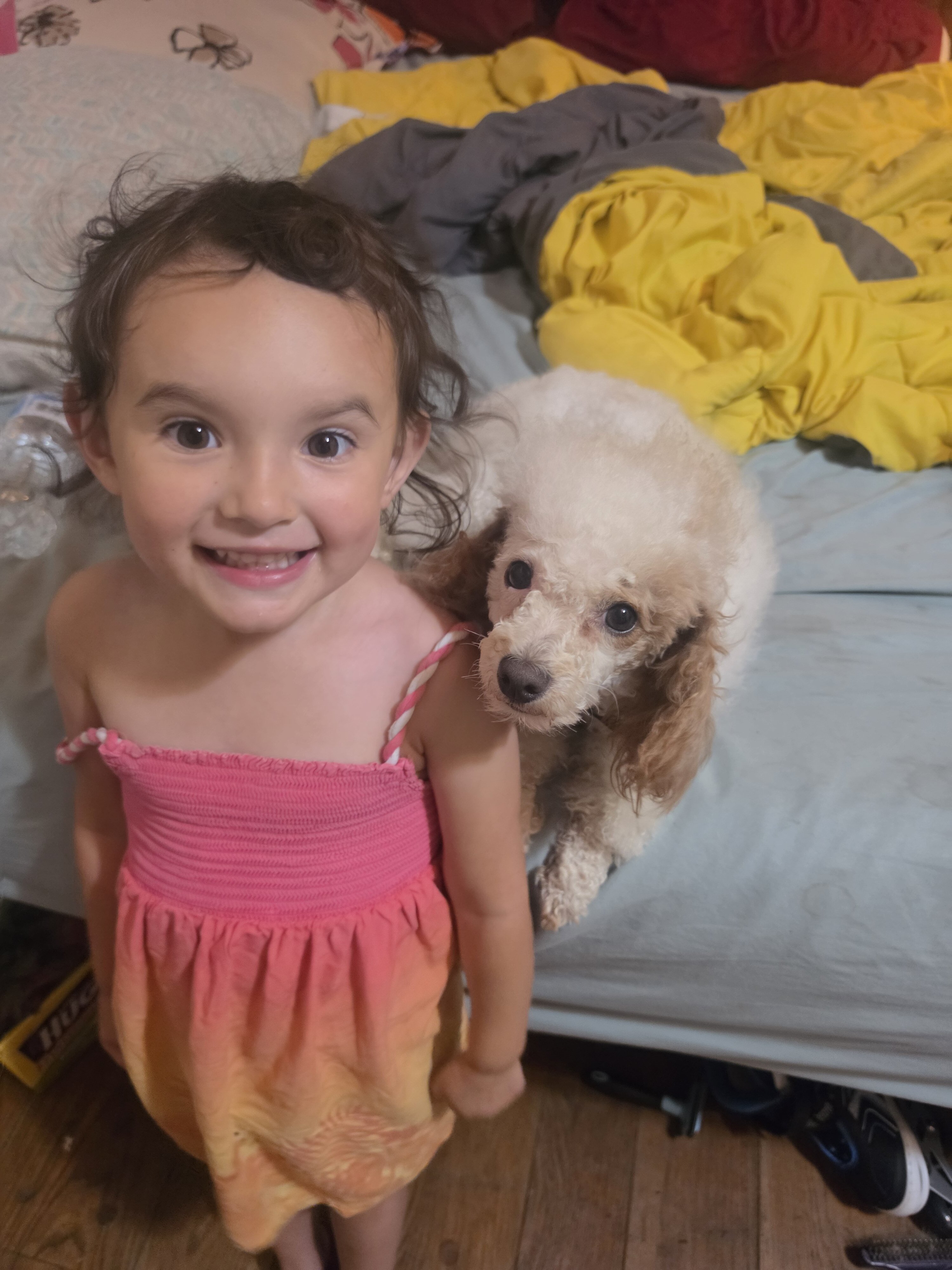 Yorkiepoo image 4