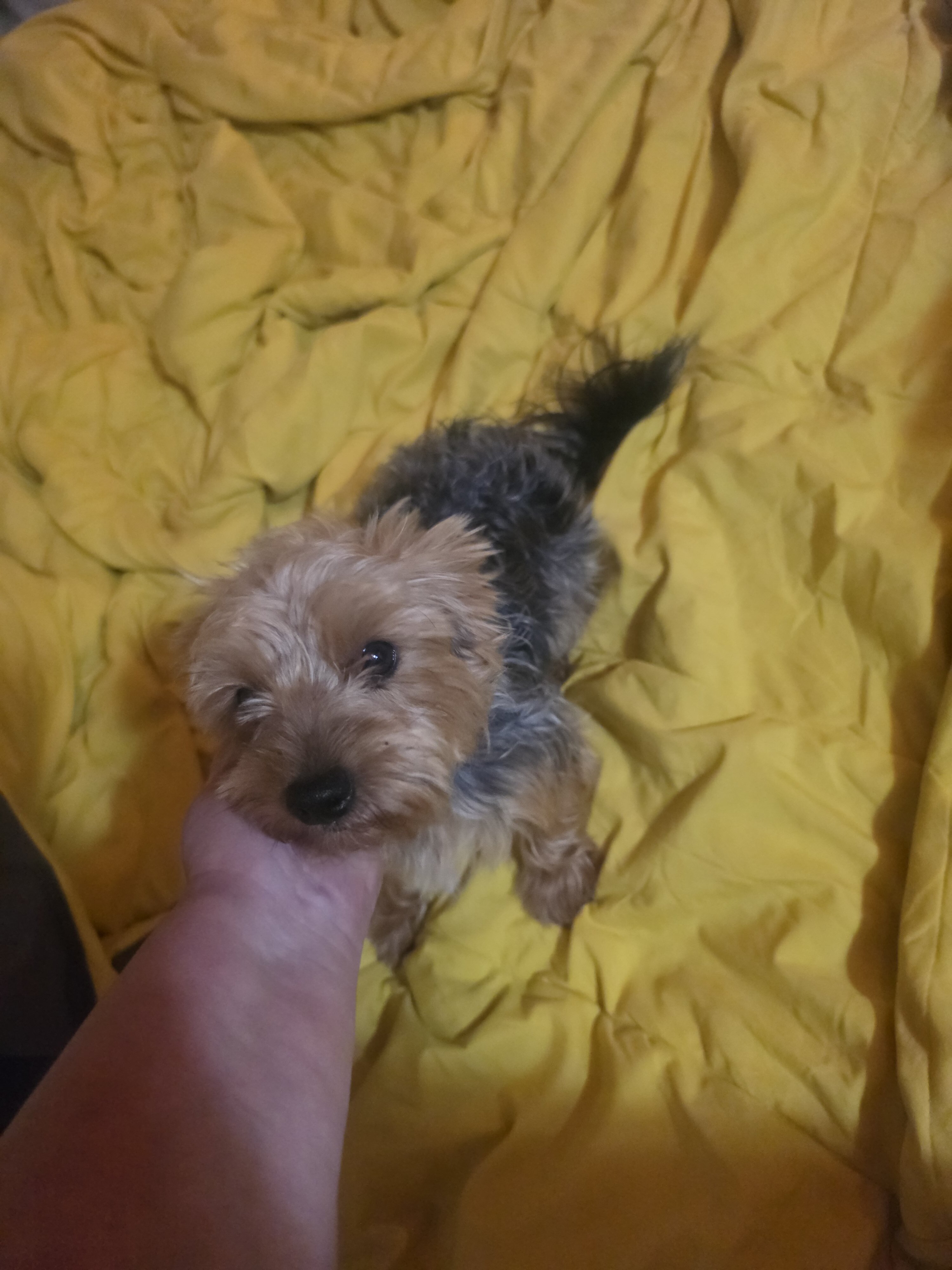 Yorkiepoo image 3