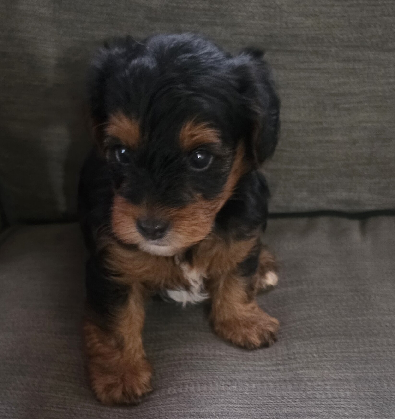 Yorkiepoo image 1