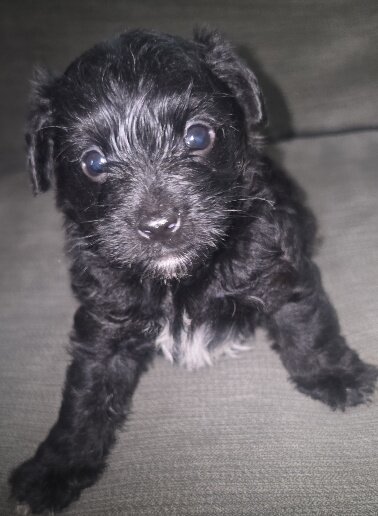 Yorkiepoo image 2