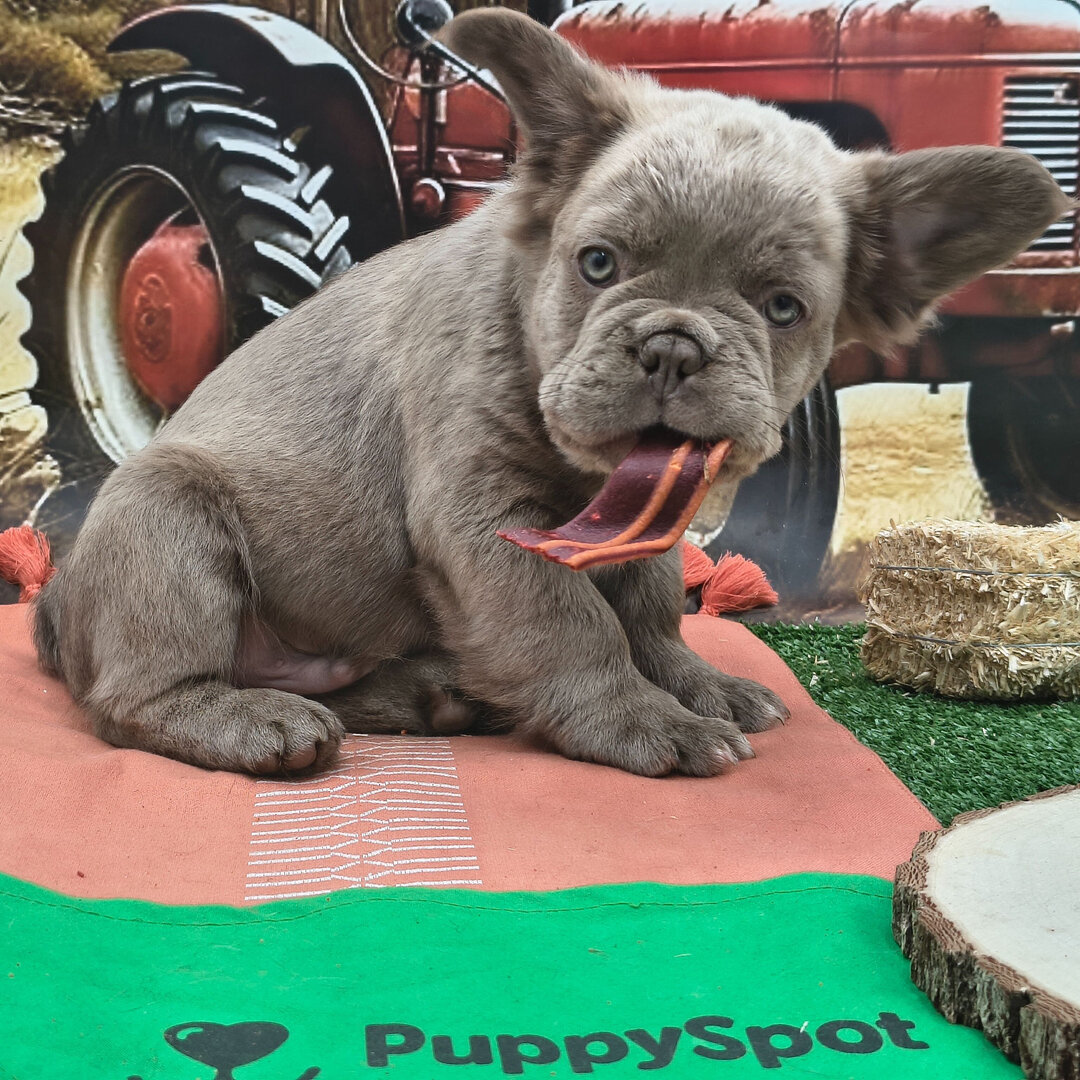 Outstanding French Bulldog image 1