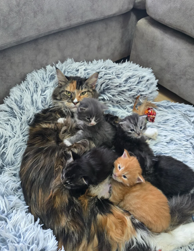 Pedigree Maine Coons image 3