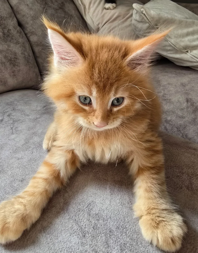 Pedigree Maine Coons image 4