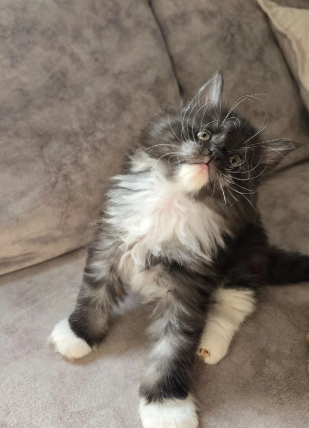 Pedigree Maine Coons image 5