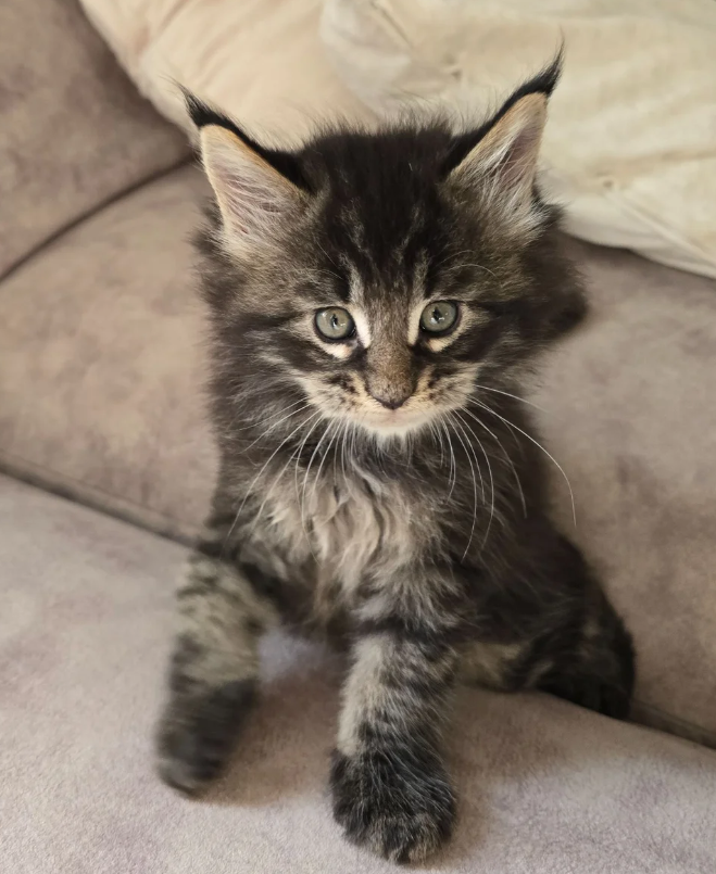 Pedigree Maine Coons image 6