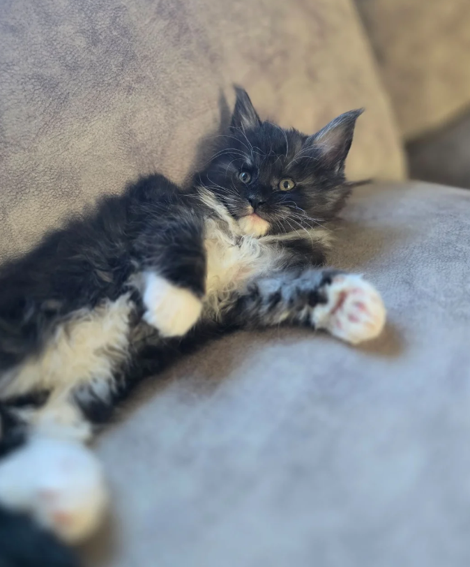 Pedigree Maine Coons image 7