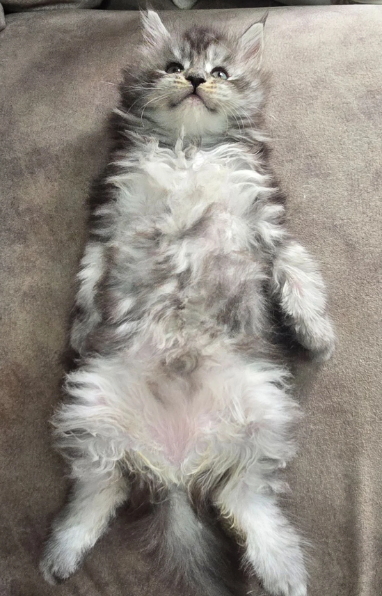 Pedigree Maine Coons image 1