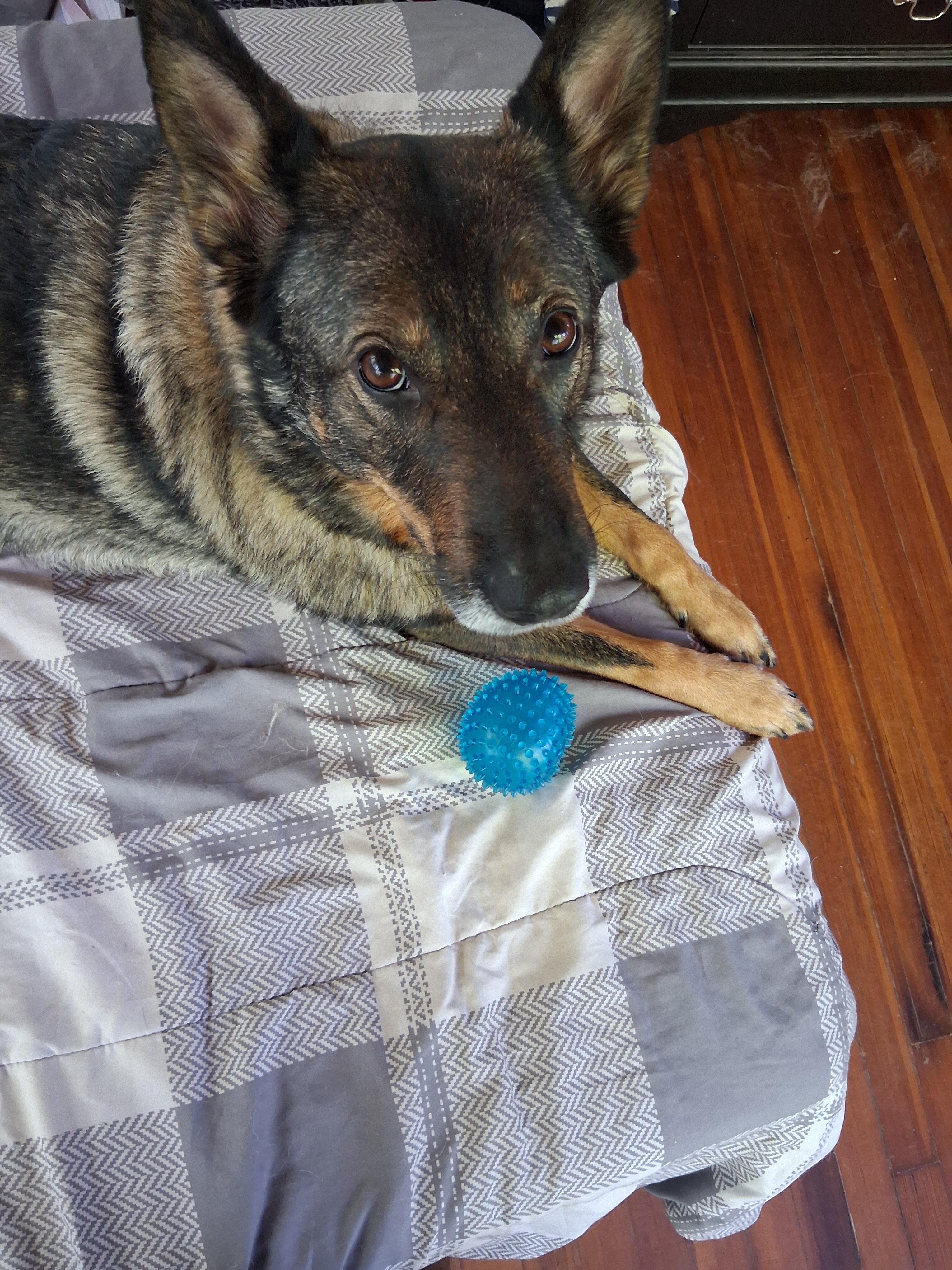 Playful German Shepherd mix image 1