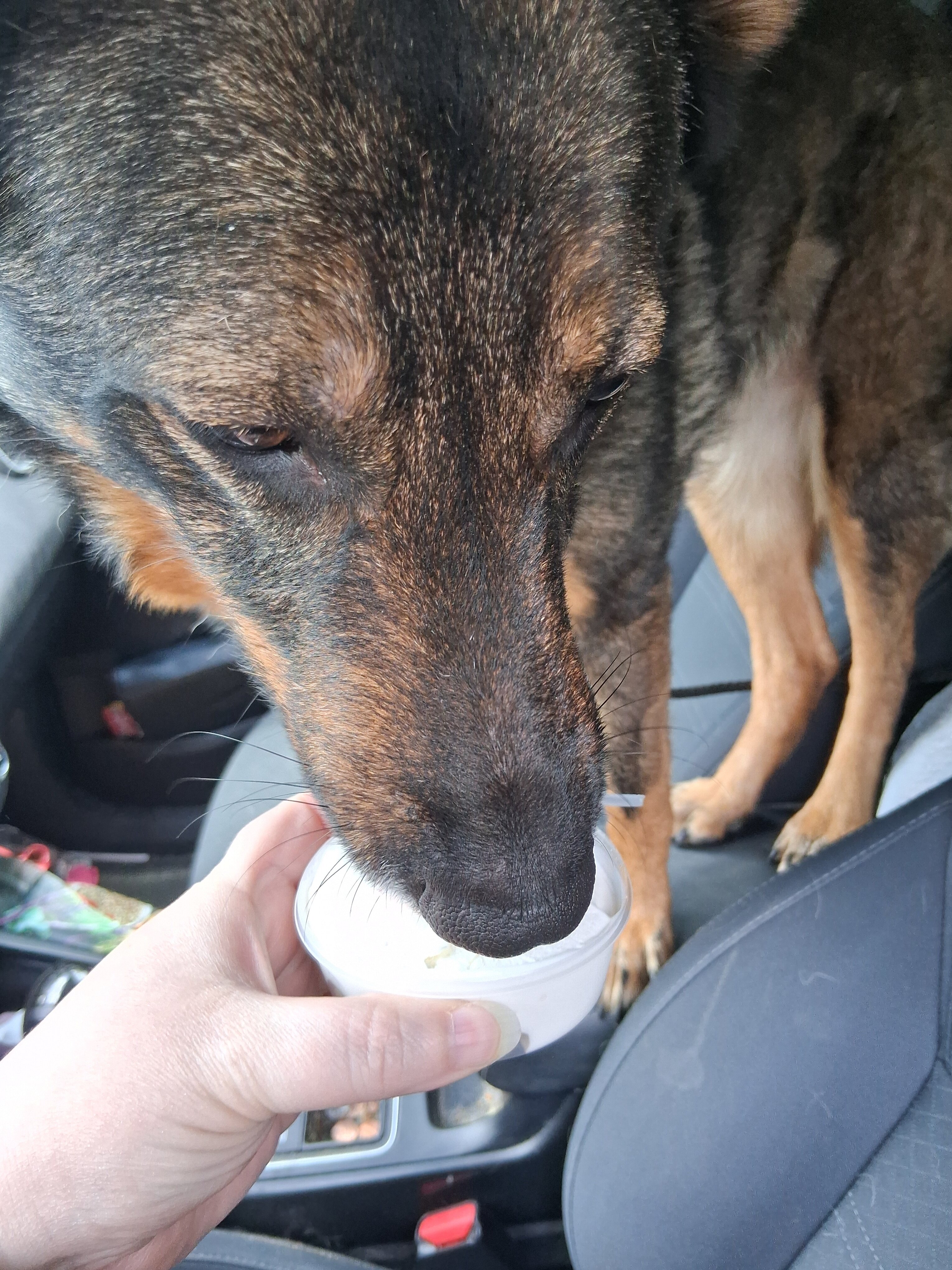 Playful German Shepherd mix image 2