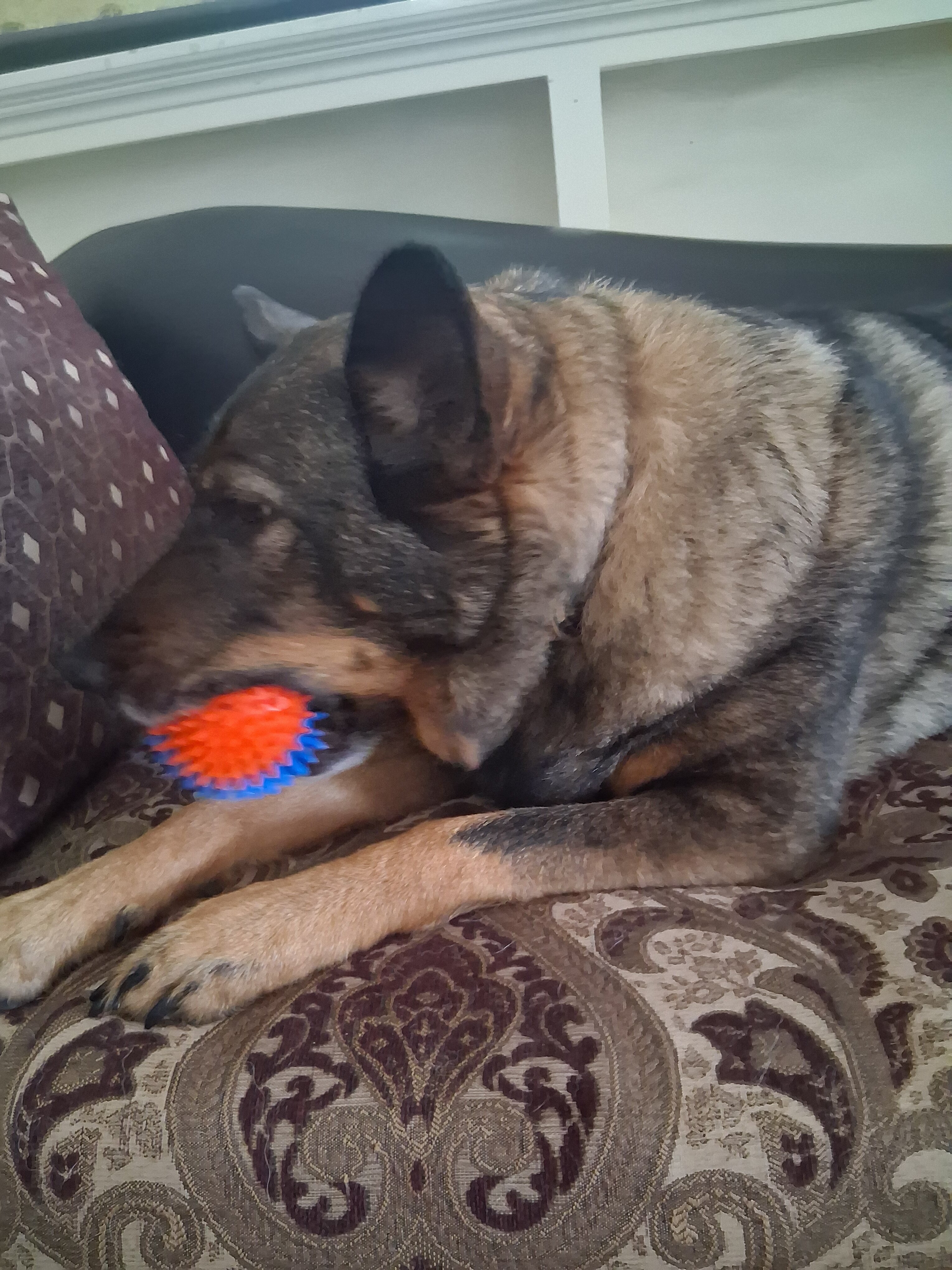 Playful German Shepherd mix image 3