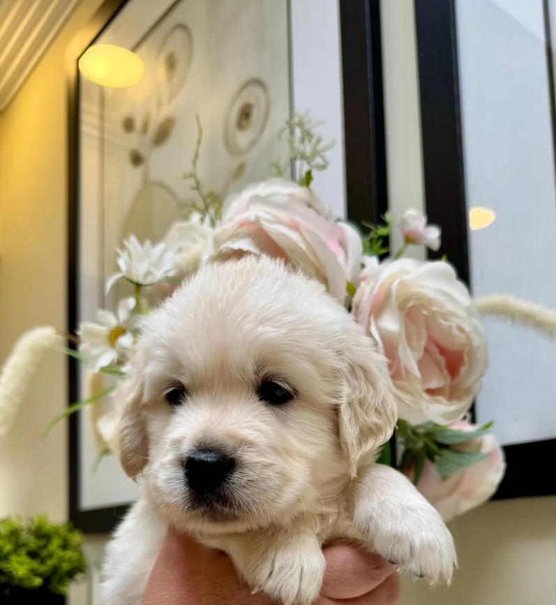 Beautiful English Cream Golden Retriever Puppies image 1