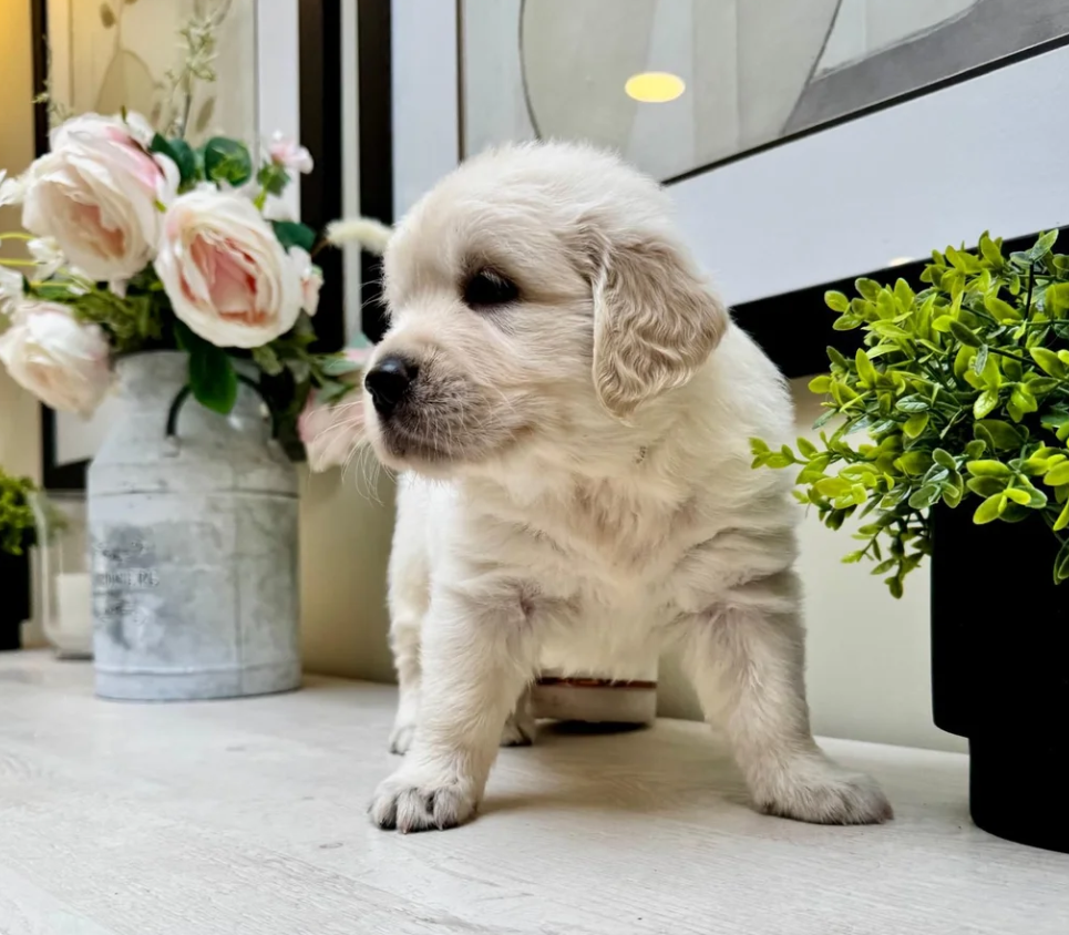 Beautiful English Cream Golden Retriever Puppies image 2