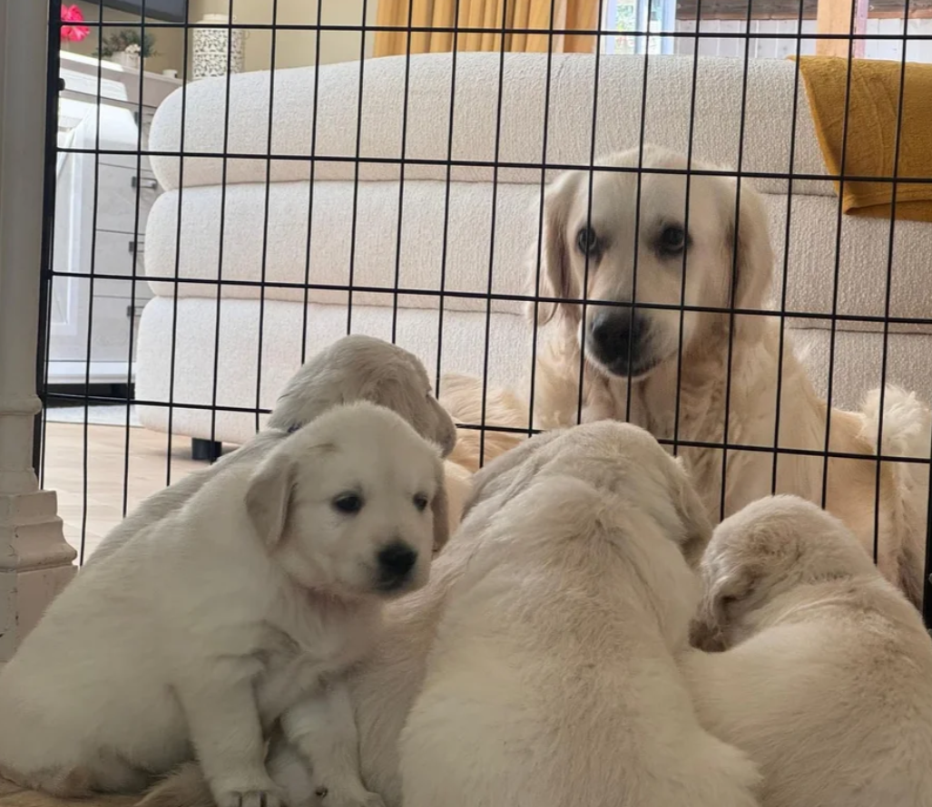 Beautiful English Cream Golden Retriever Puppies image 3
