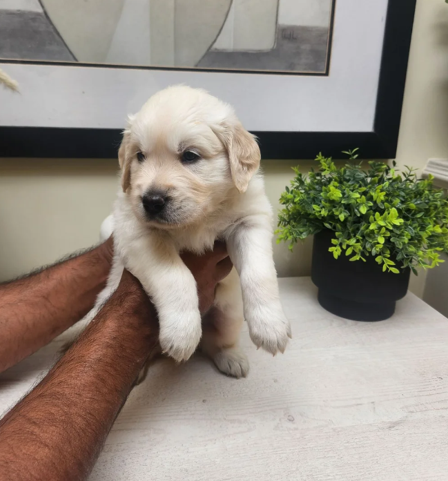 Beautiful English Cream Golden Retriever Puppies image 4