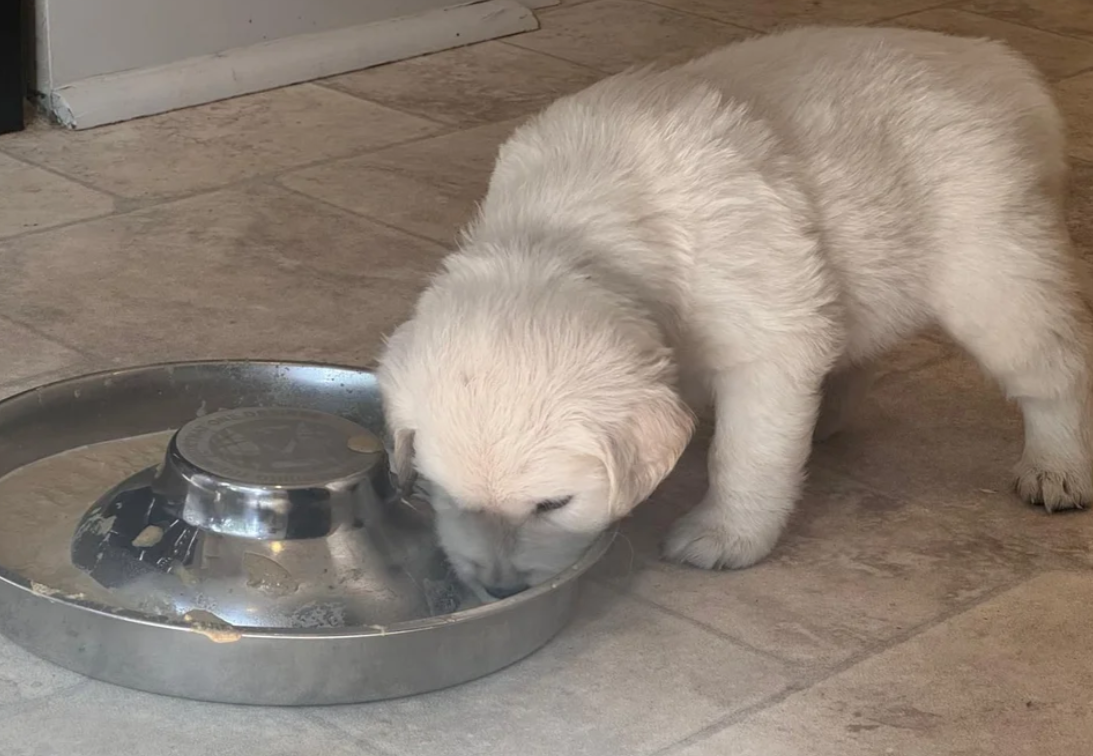 Beautiful English Cream Golden Retriever Puppies image 5