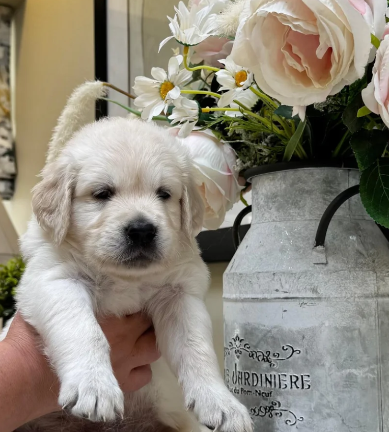 Beautiful English Cream Golden Retriever Puppies image 6