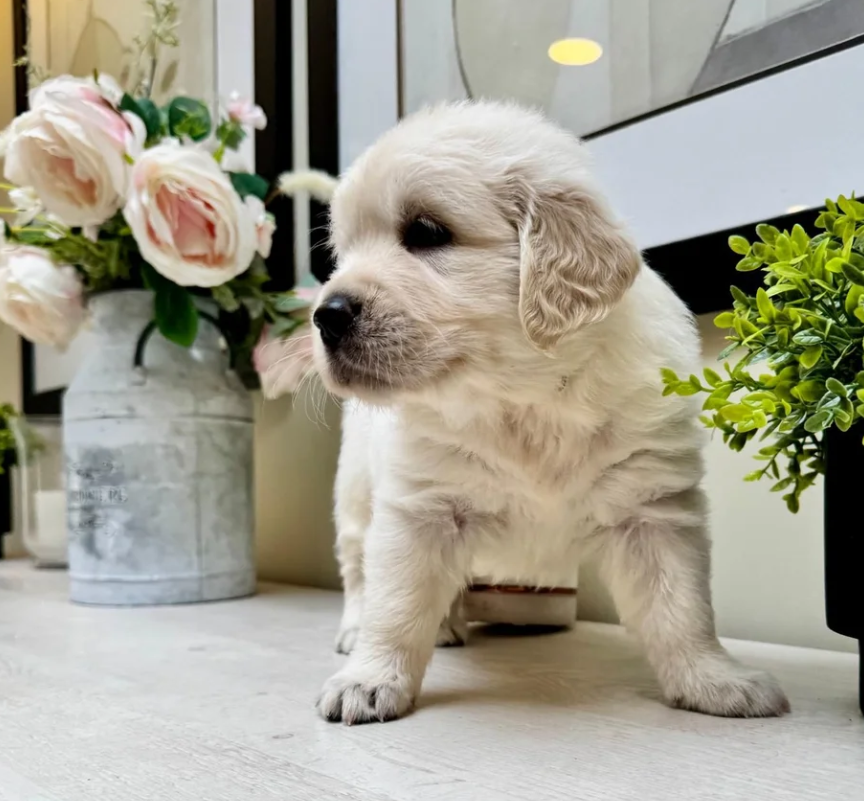 Beautiful English Cream Golden Retriever Puppies image 7