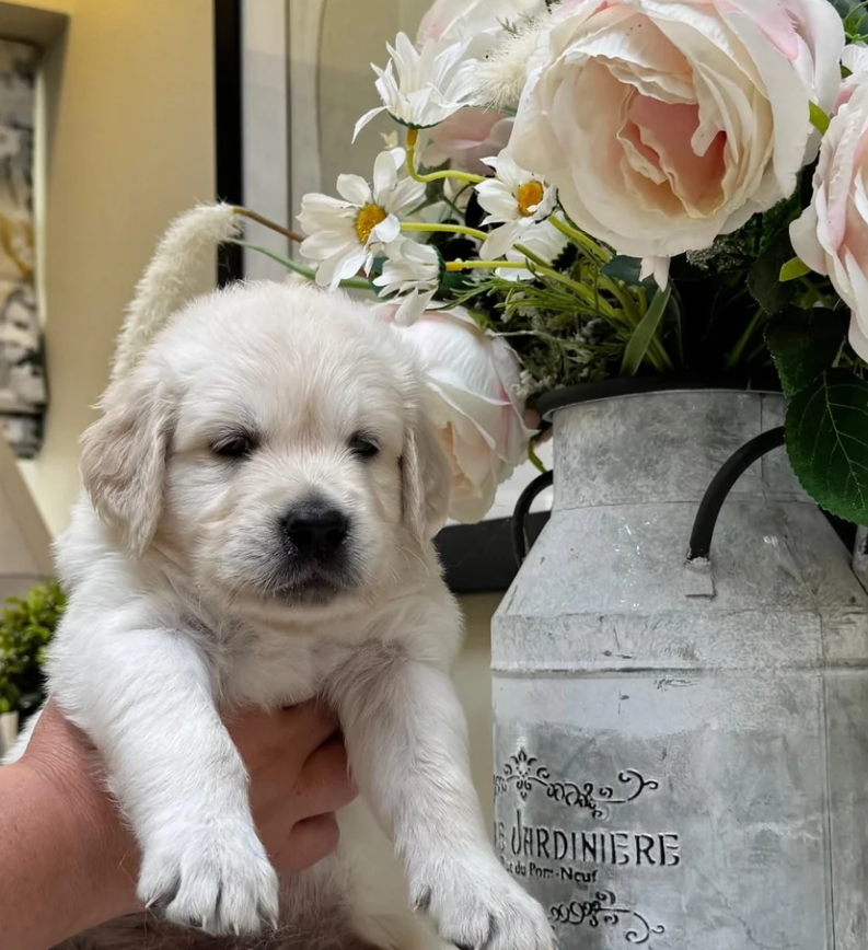 Beautiful English Cream Golden Retriever Puppies image 8